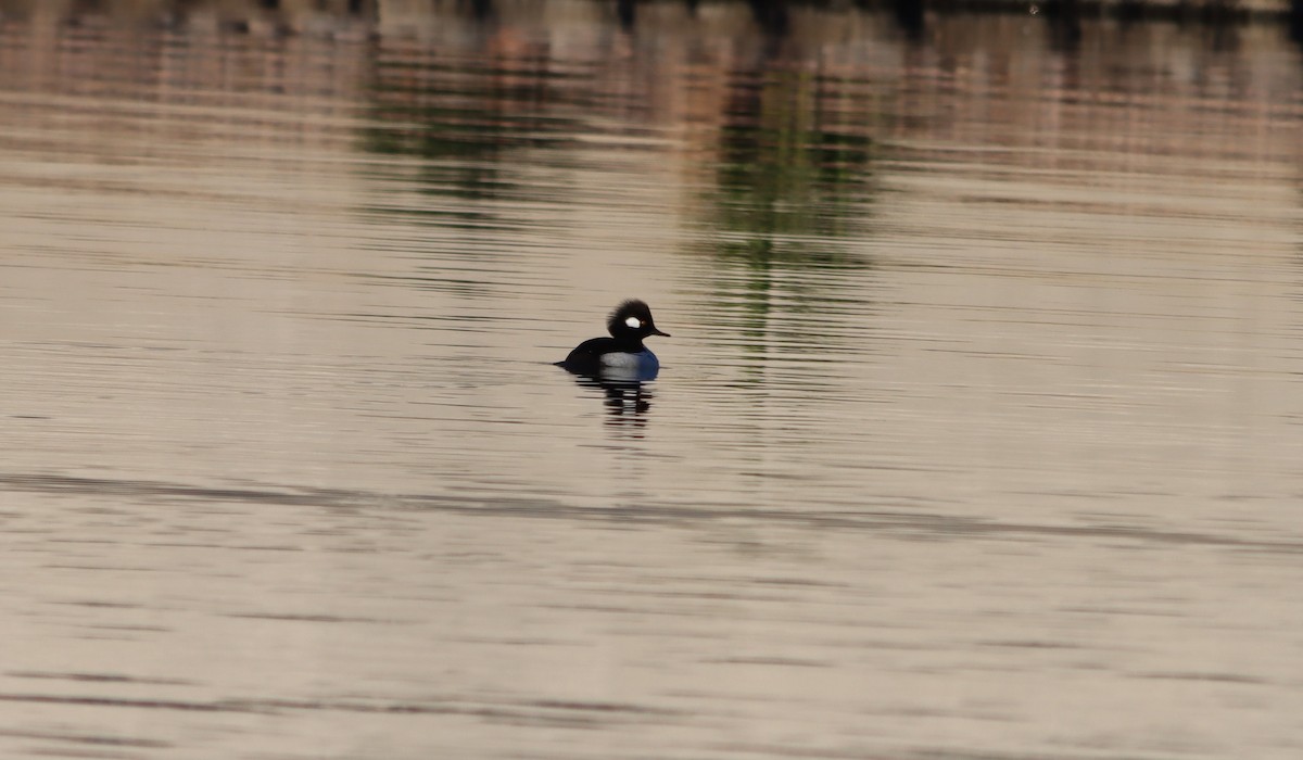 Bufflehead x Hooded Merganser (hybrid) - ML646401497