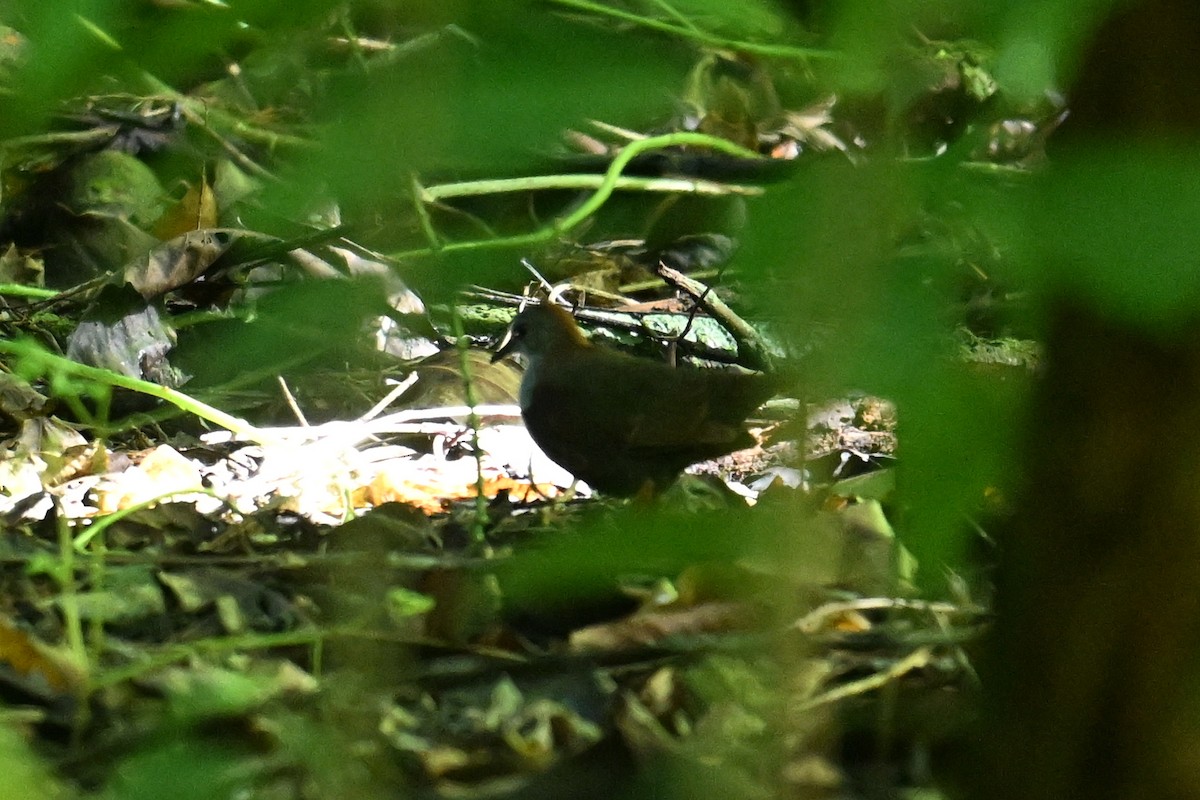 Palau Ground Dove - ML646401498