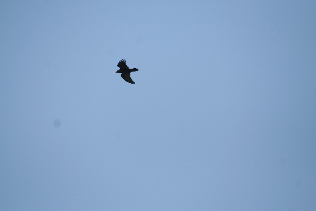 Common Raven - ML646401499