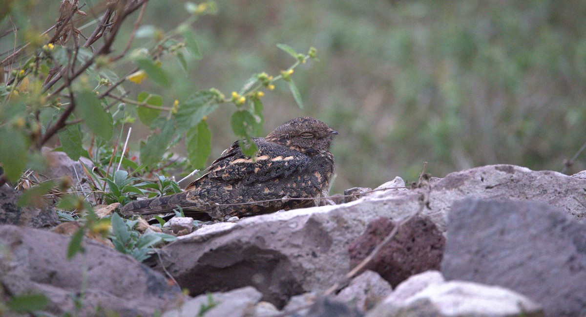 lelek savanový - ML646401509