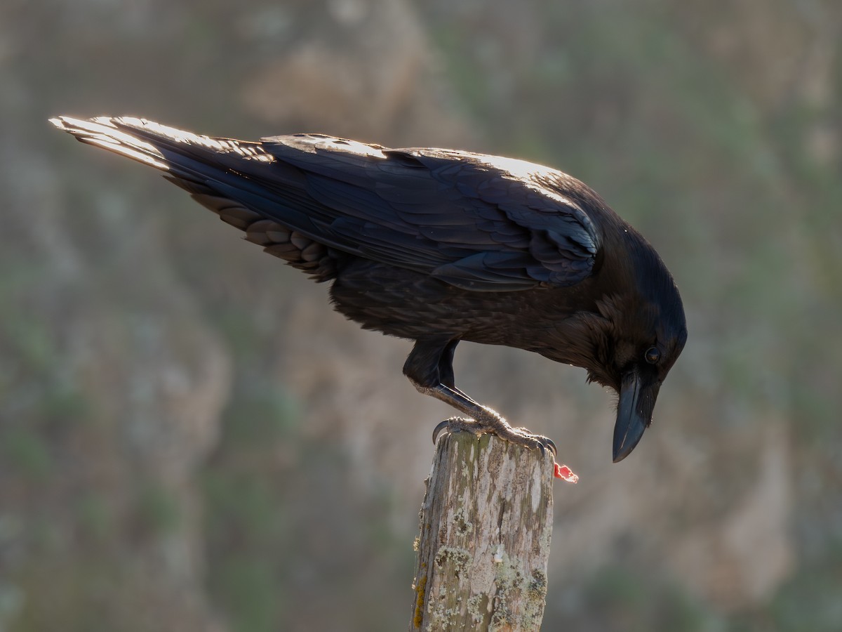 Erroi handia - ML646401512