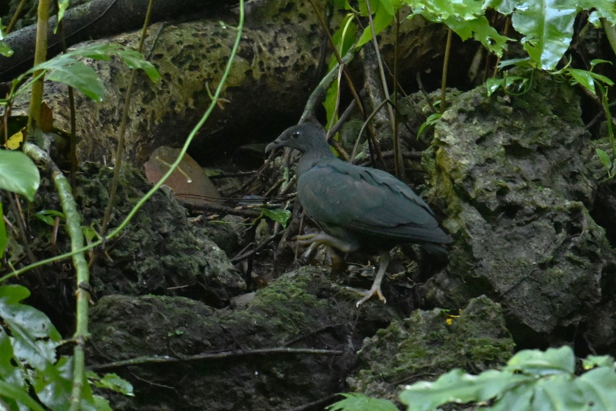 Голуб гривастий - ML646401513