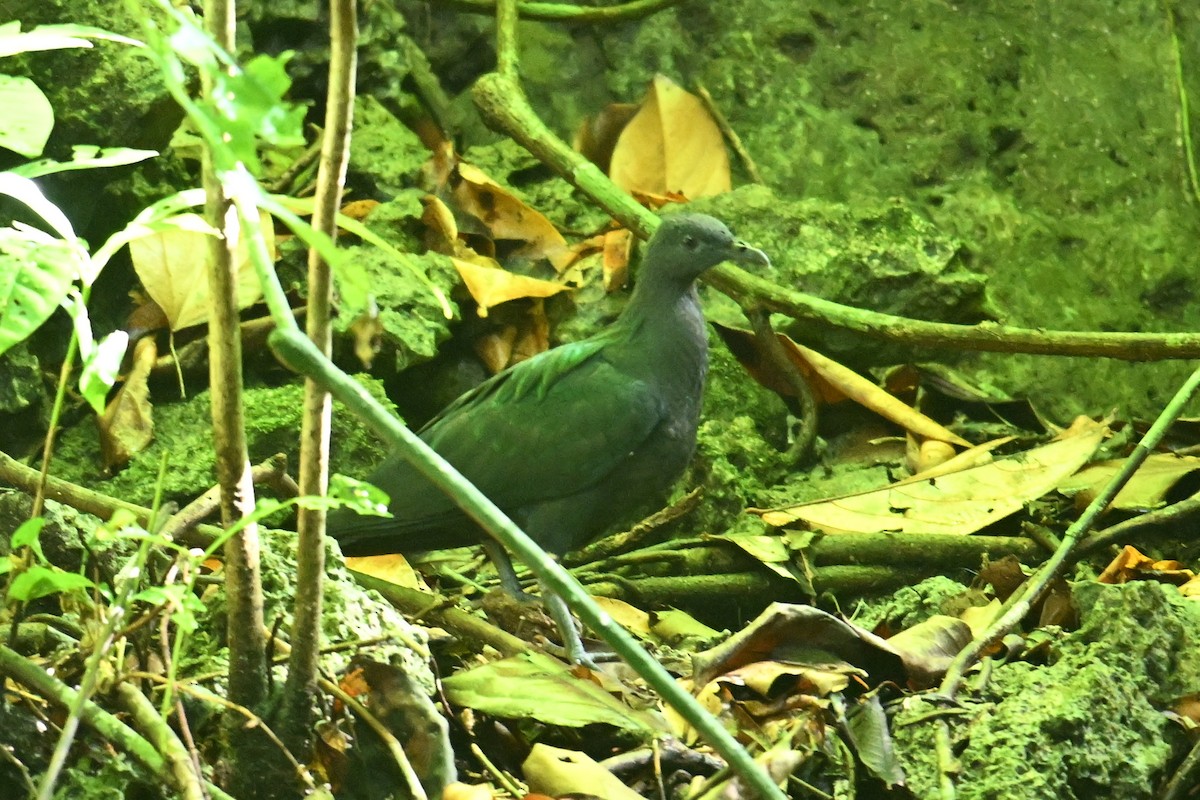 Голуб гривастий - ML646401514