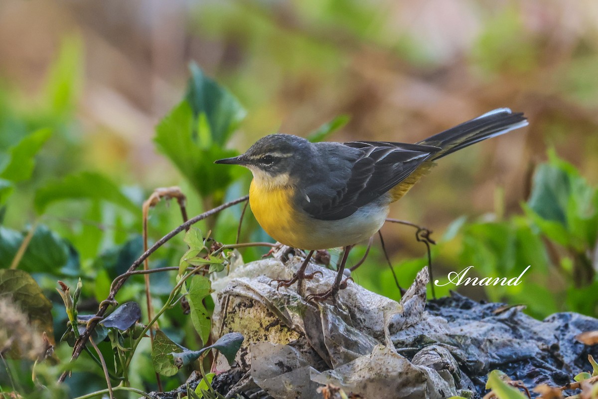 灰鶺鴒 - ML646401515