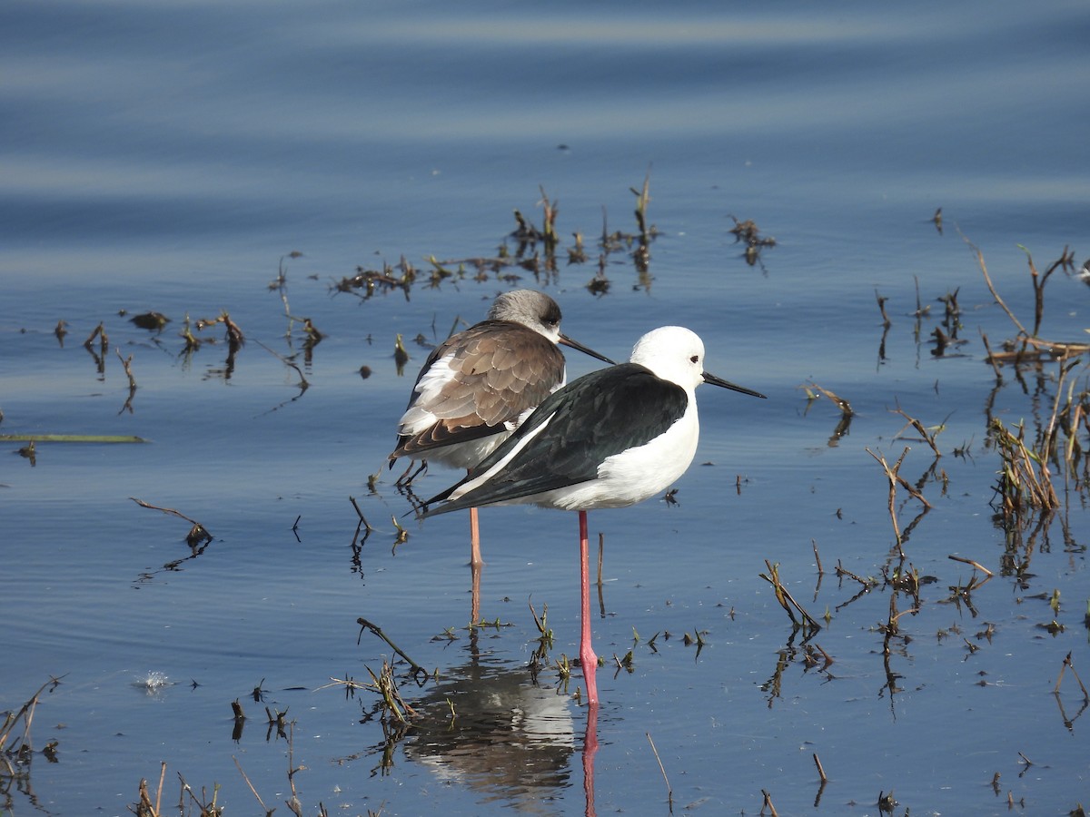 Black-winged Stilt - ML646401524