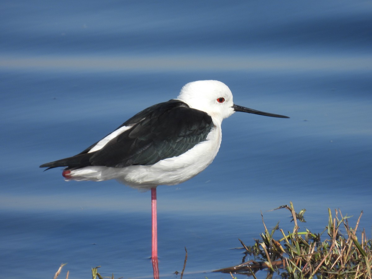 Black-winged Stilt - ML646401525