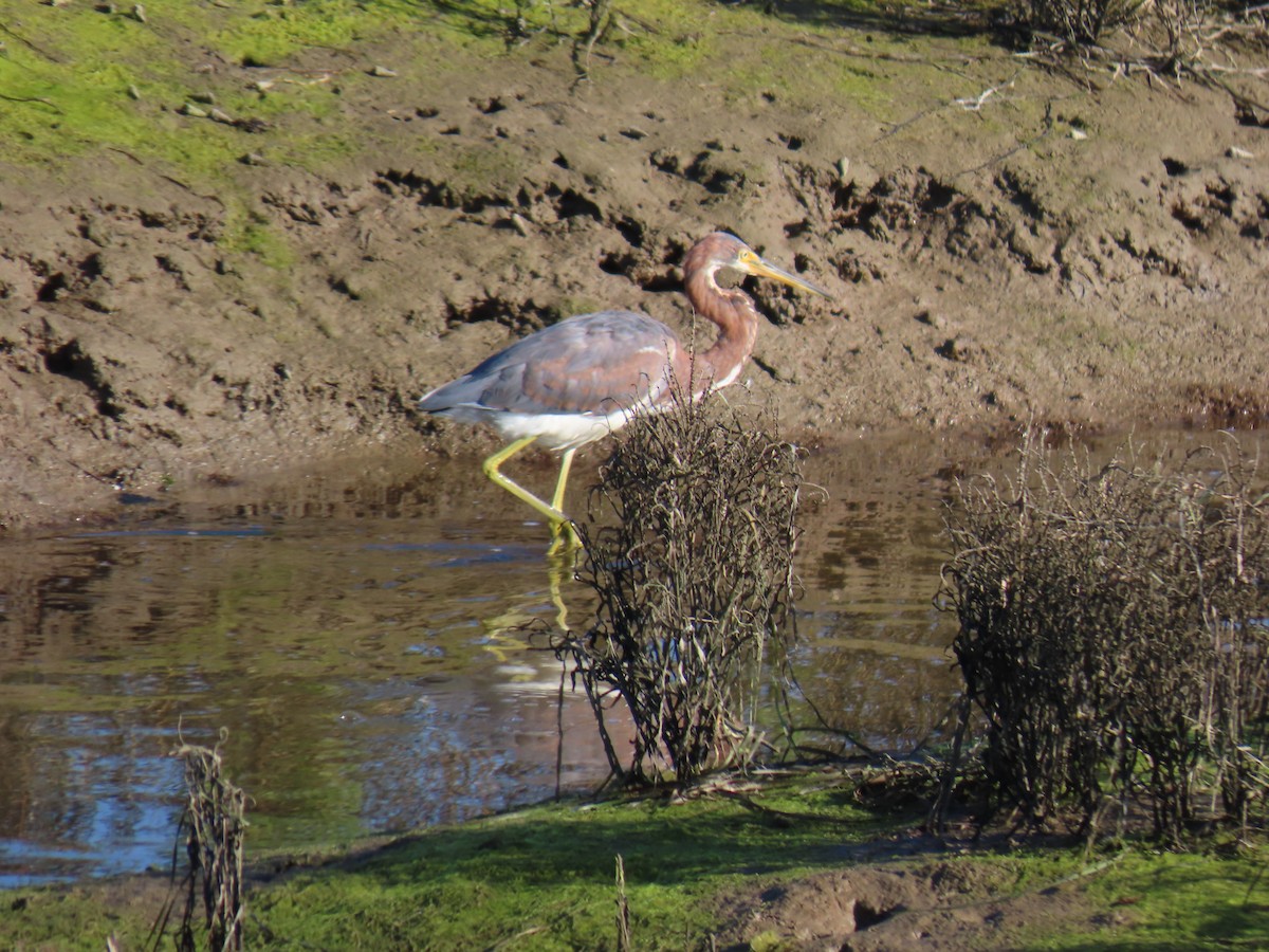 Tricolored Heron - ML646401526