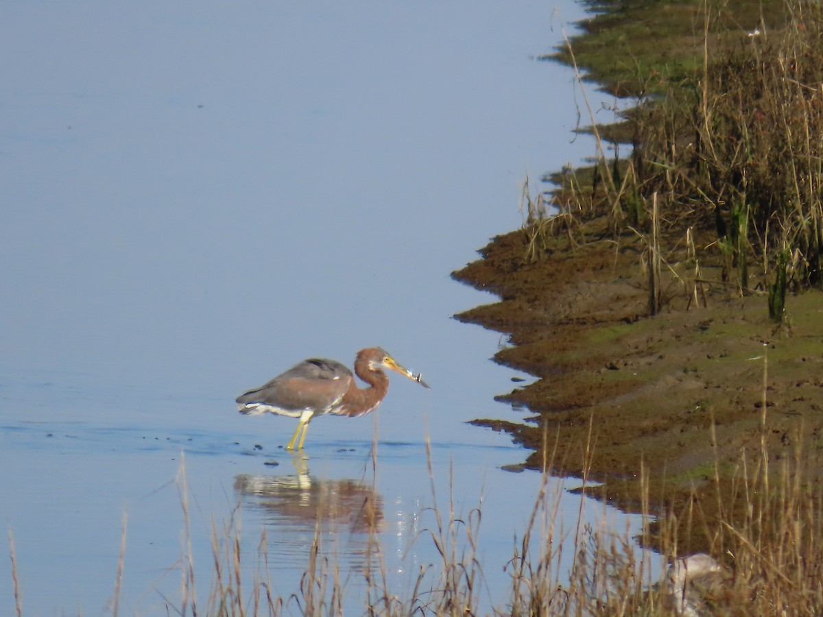 Tricolored Heron - ML646401530