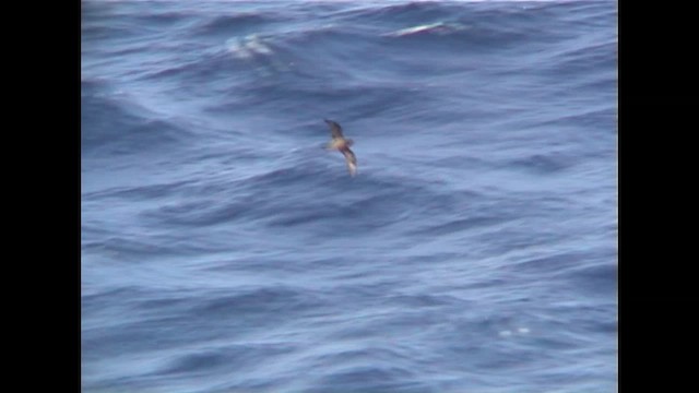 Great-winged Petrel - ML646401531