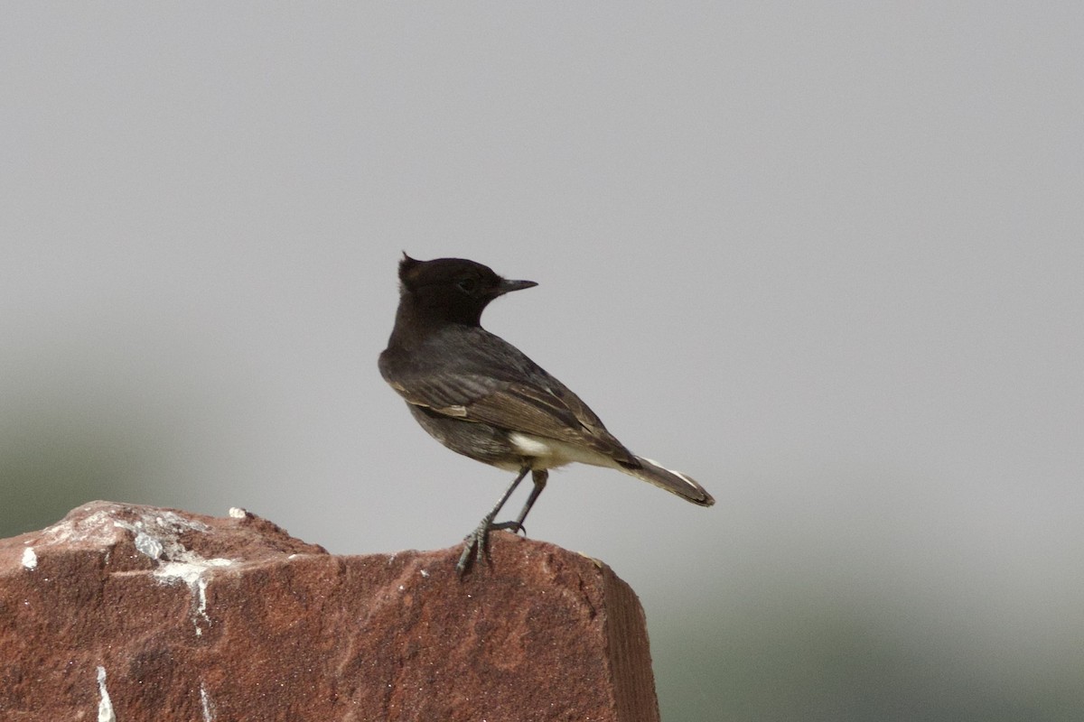 Variable Wheatear (Gould's) - ML646401535