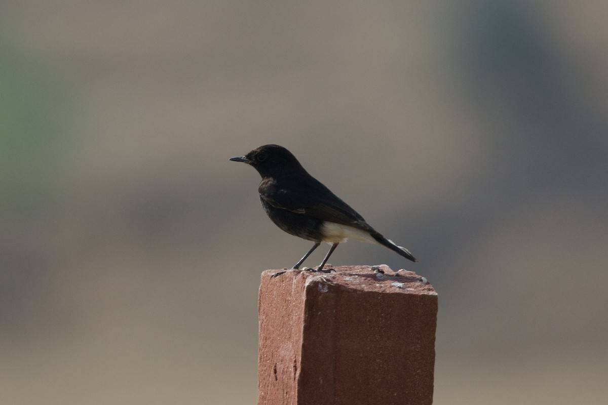 Variable Wheatear (Gould's) - ML646401536