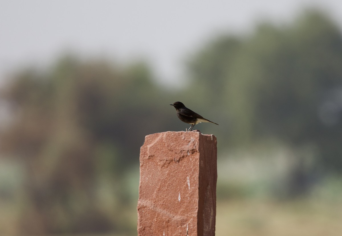Variable Wheatear (Gould's) - ML646401537