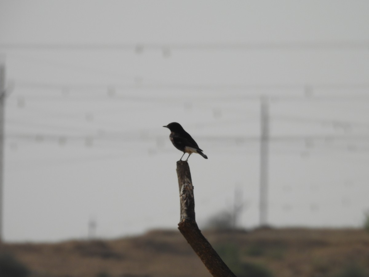 Variable Wheatear (Gould's) - ML646401538