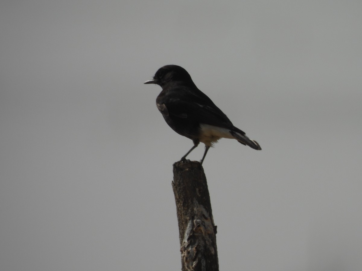 Variable Wheatear (Gould's) - ML646401539