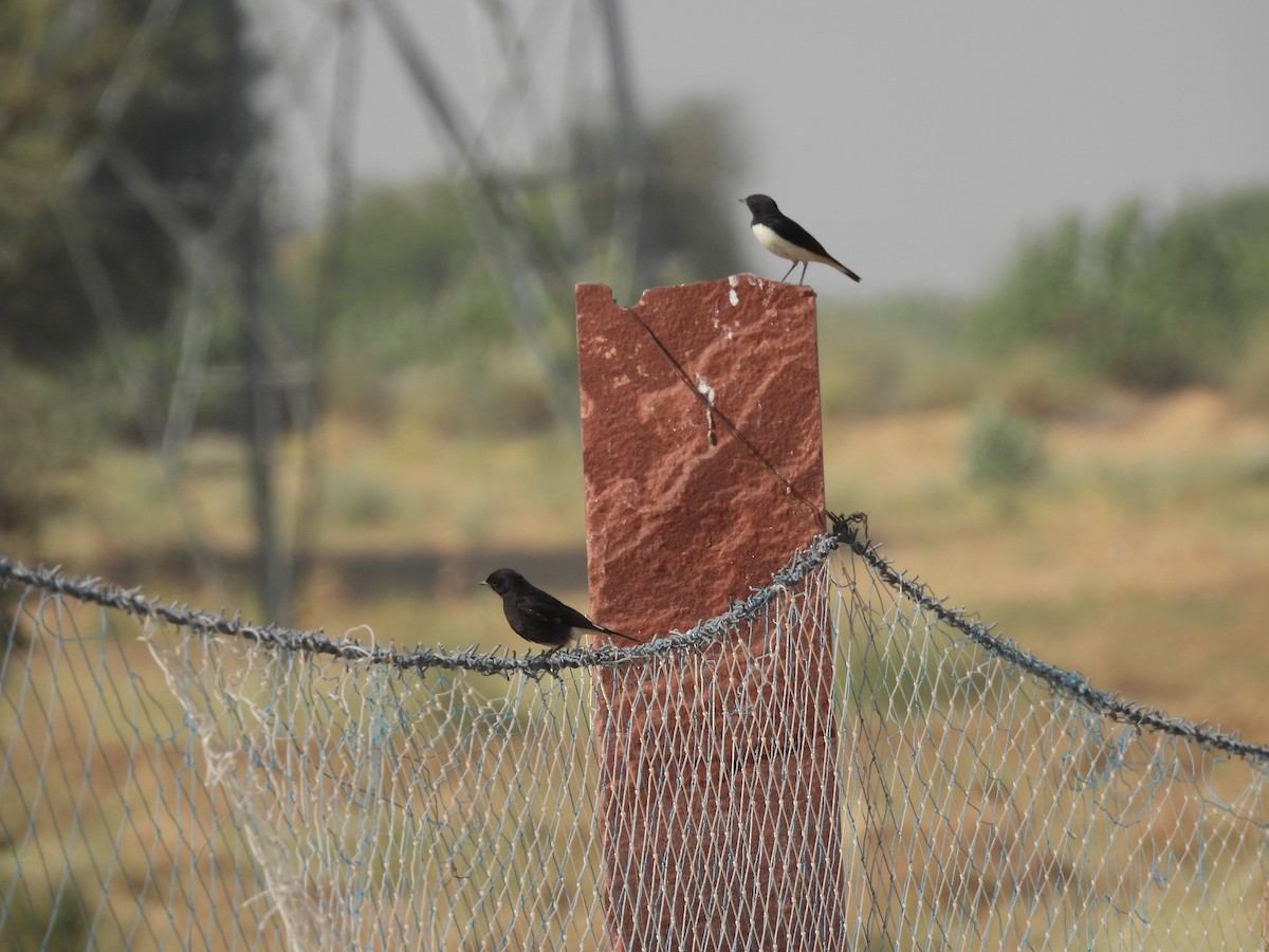 Variable Wheatear (Gould's) - ML646401540