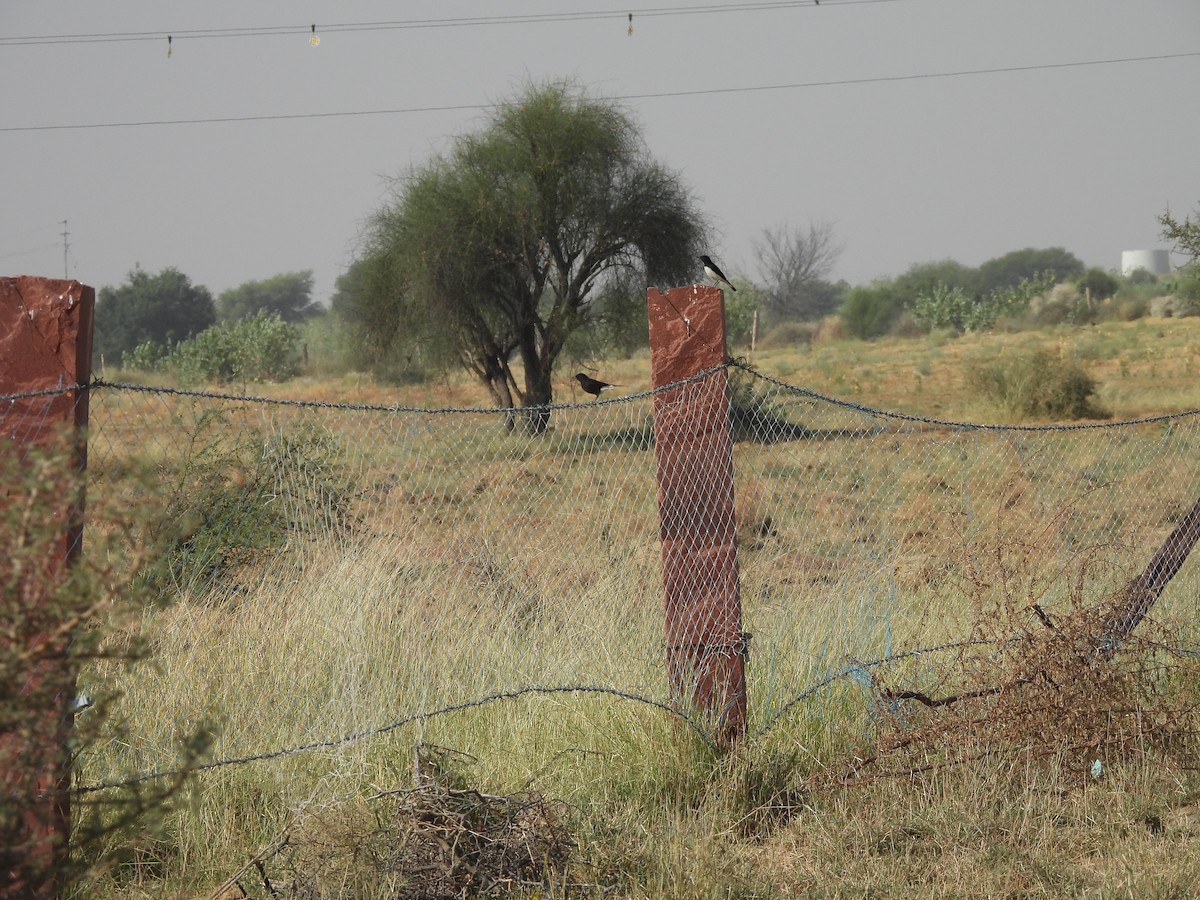 Variable Wheatear (Gould's) - ML646401541