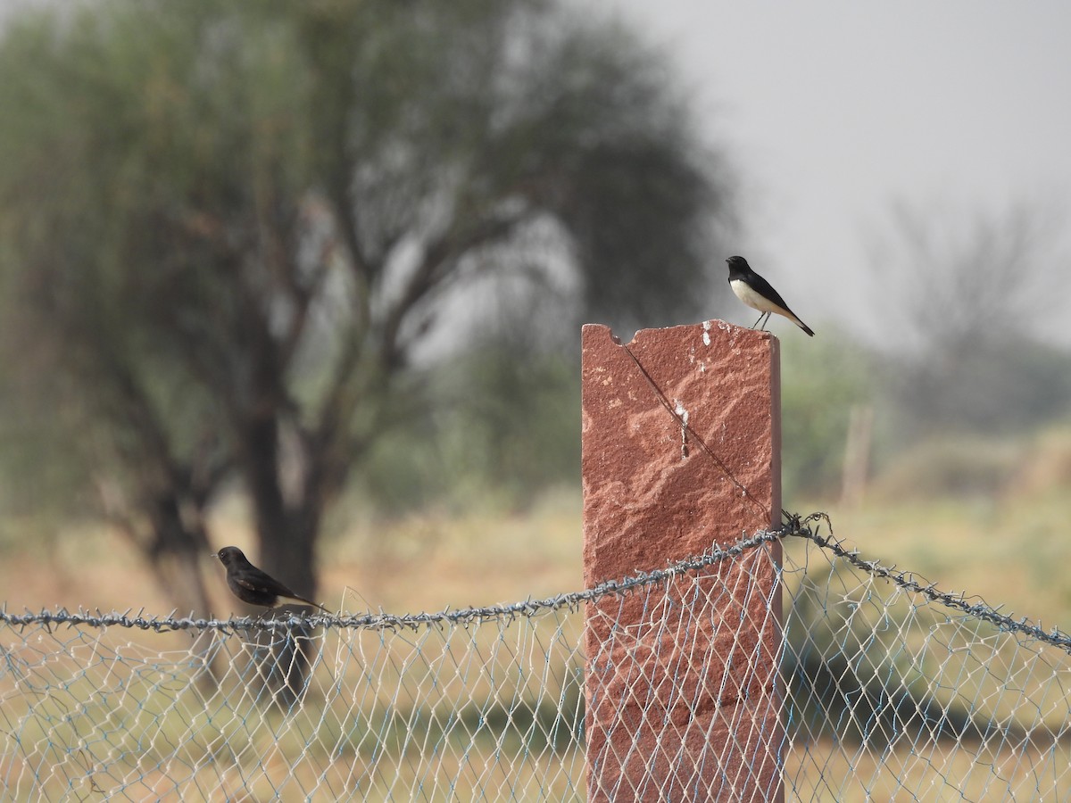 Variable Wheatear (Gould's) - ML646401542
