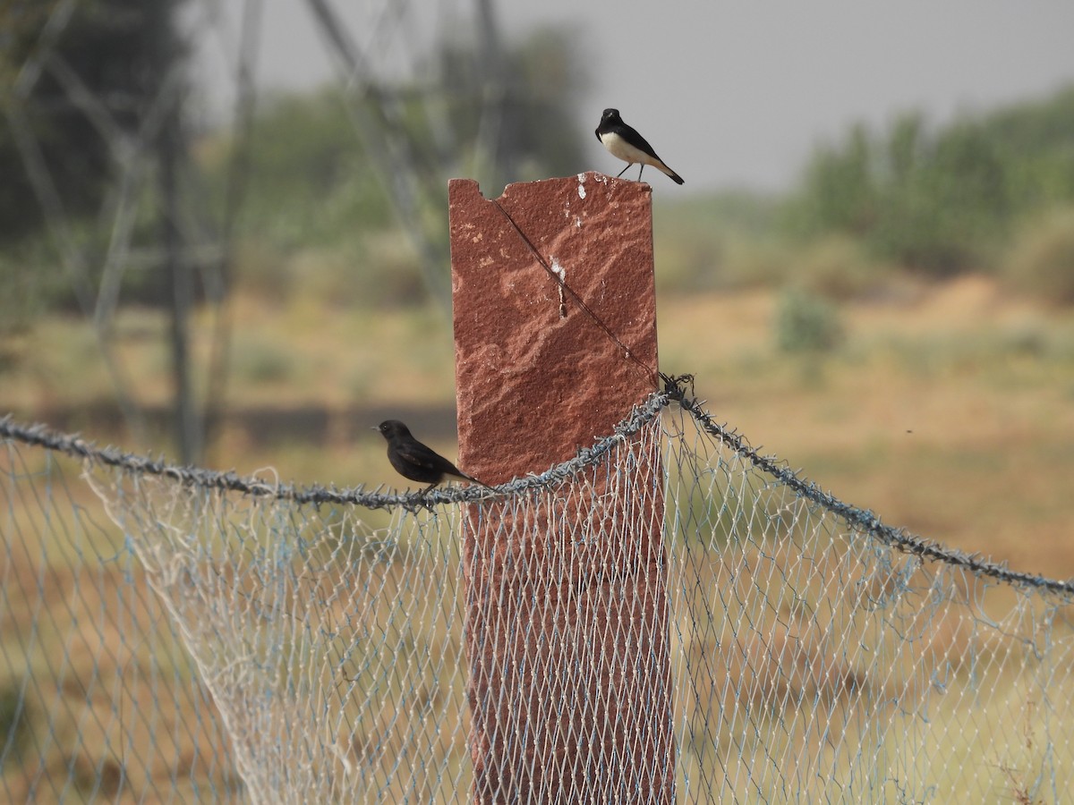 Variable Wheatear (Gould's) - ML646401543