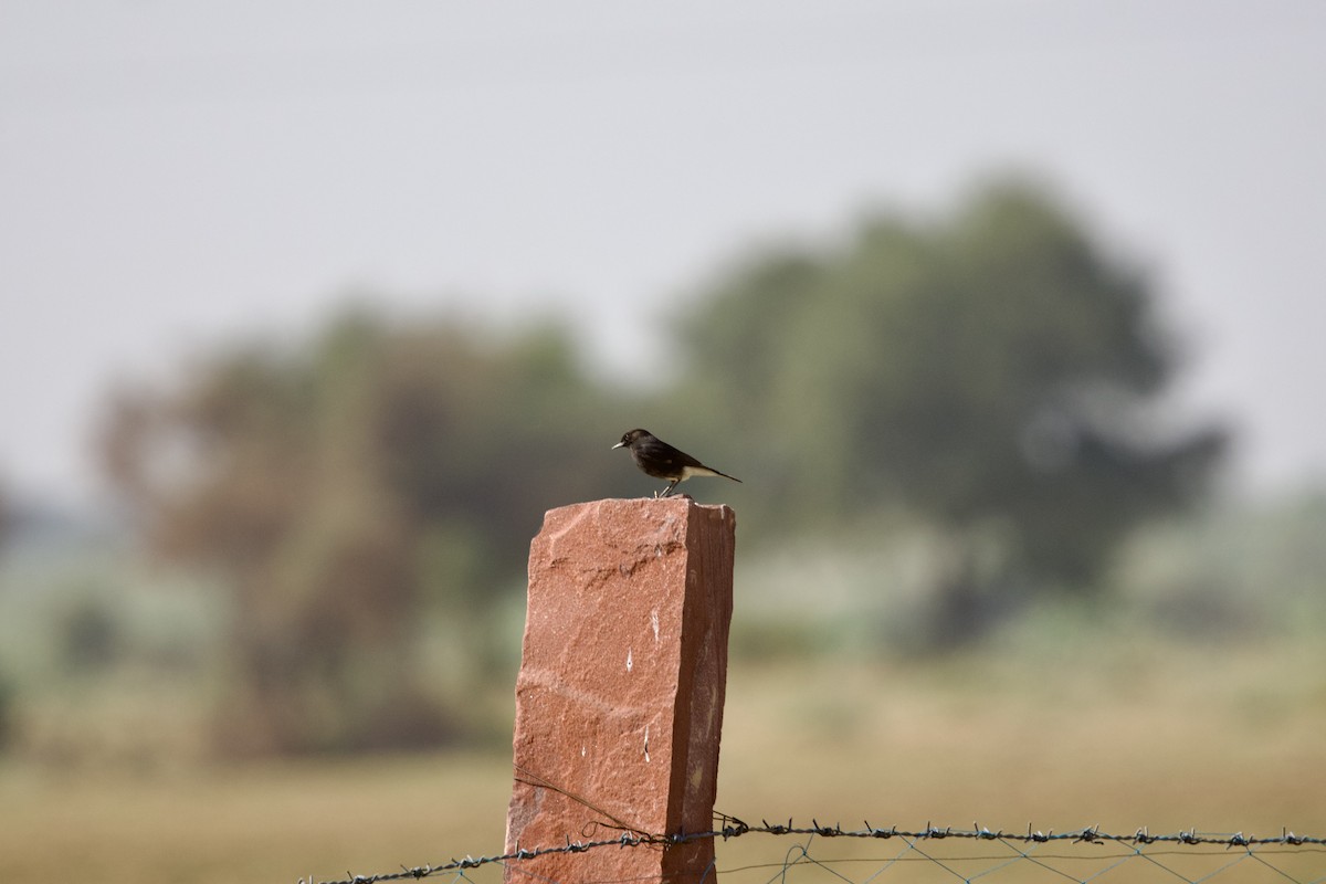 Variable Wheatear (Gould's) - ML646401544