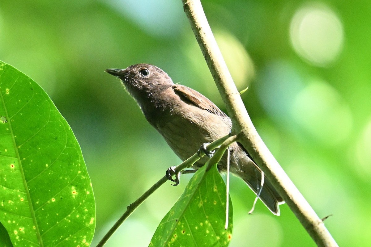 Morningbird - ML646401548