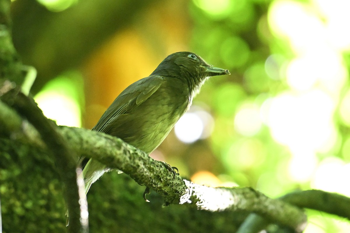 Morningbird - ML646401550