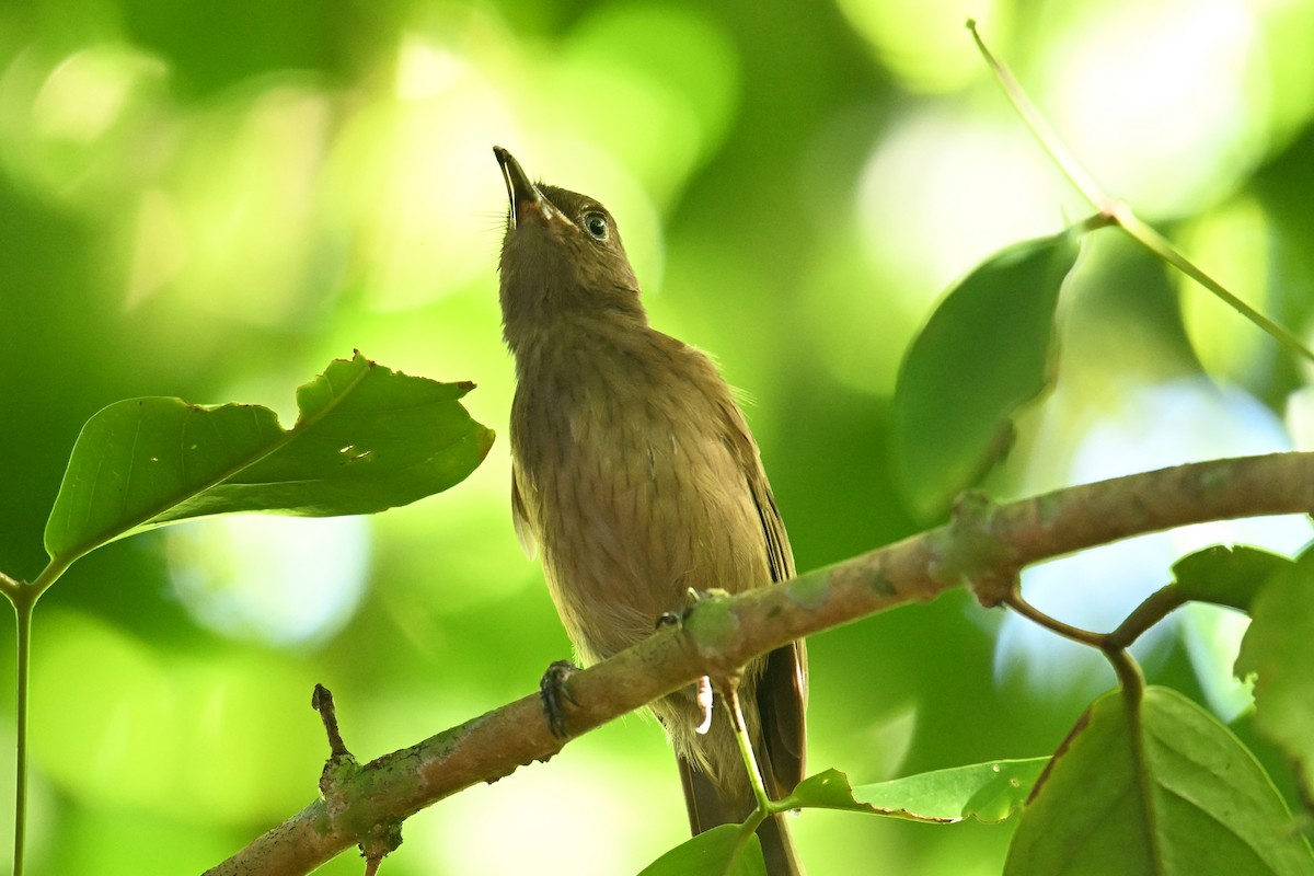 Morningbird - ML646401551