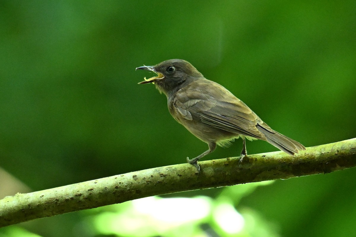 Morningbird - ML646401553