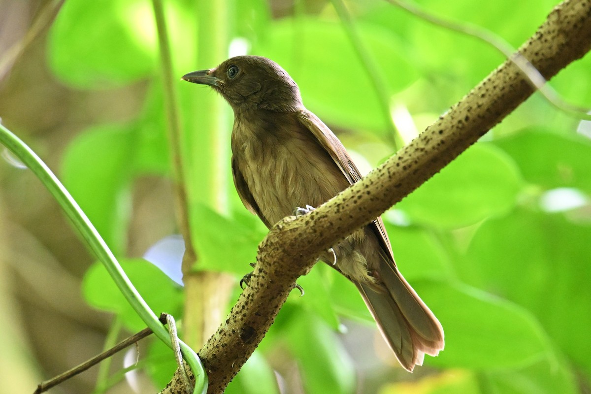 Morningbird - ML646401554