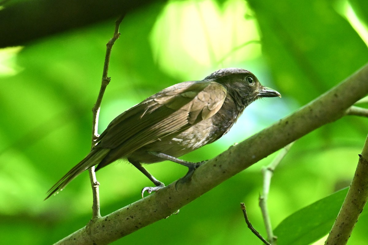 Morningbird - ML646401555