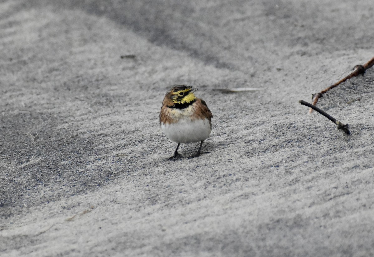 Horned Lark - ML646401556