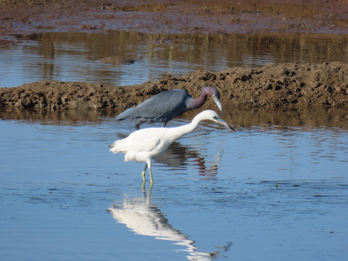 Little Blue Heron - ML646401557