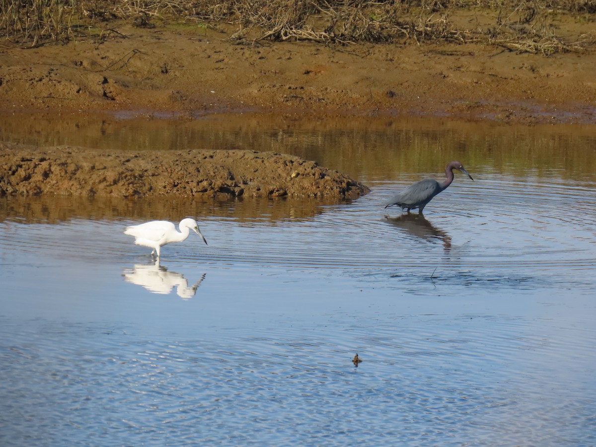 Little Blue Heron - ML646401558