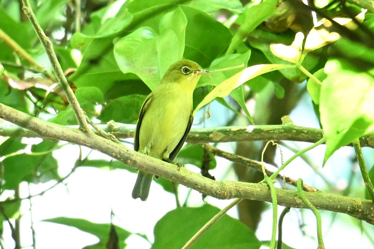 Caroline Islands White-eye - ML646401560