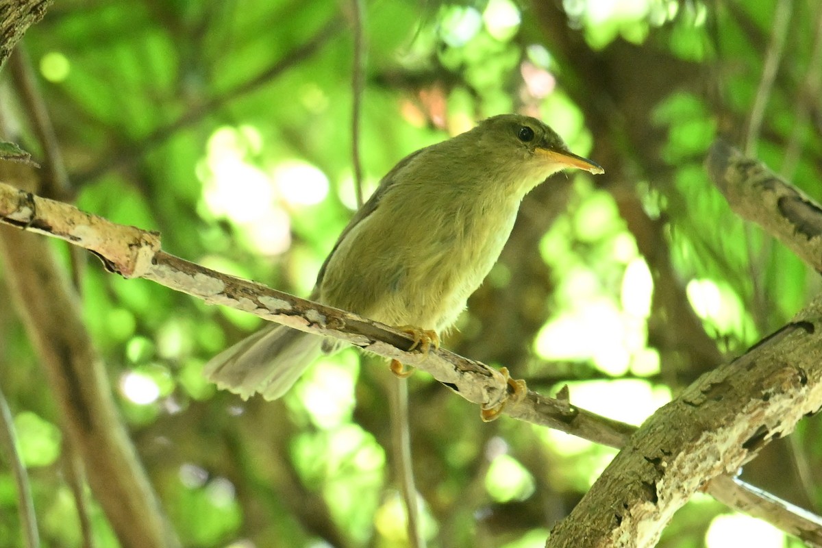 Palau Bush Warbler - ML646401562