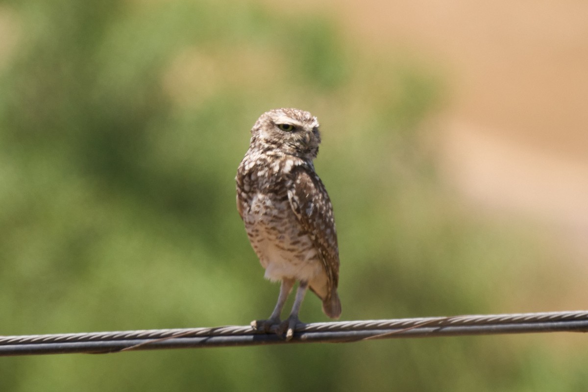 sýček králičí - ML646401564