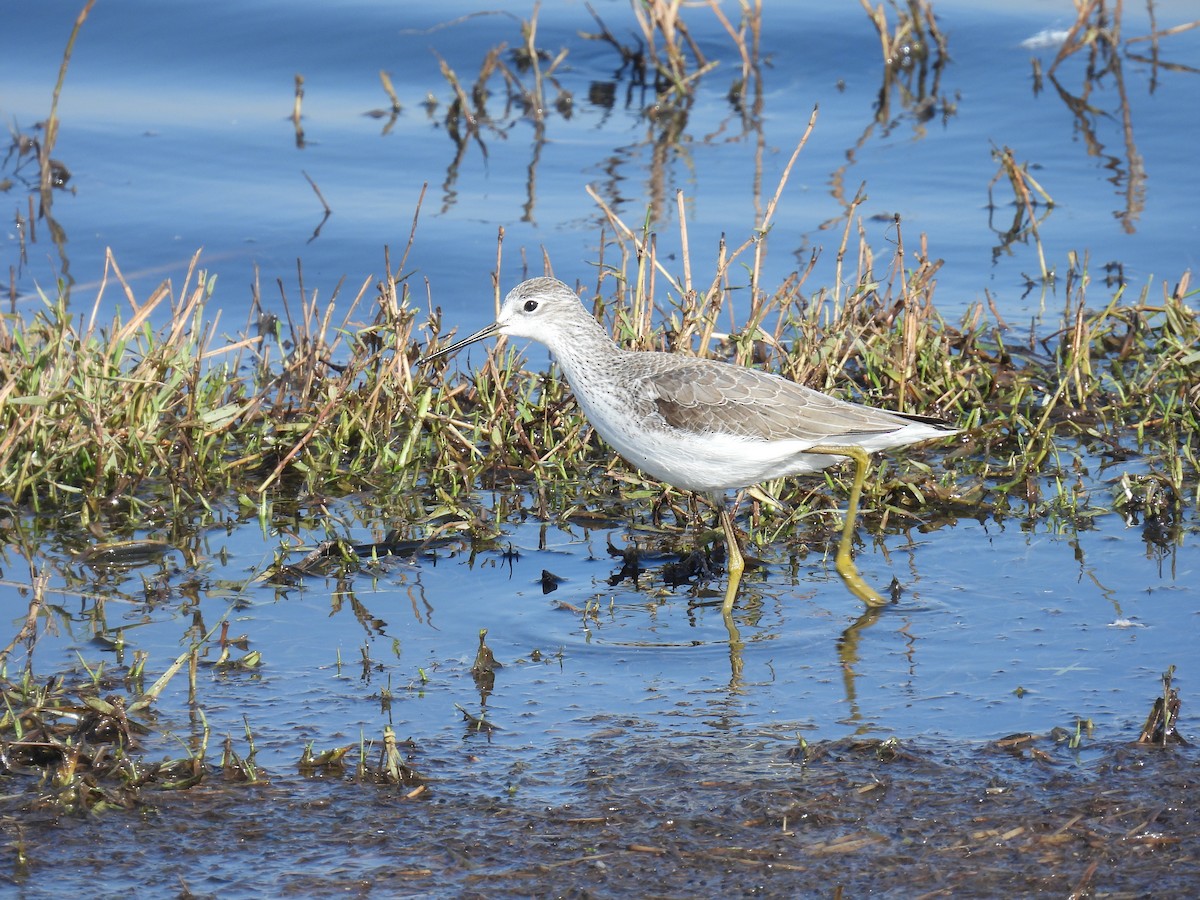 小青足鷸 - ML646401565