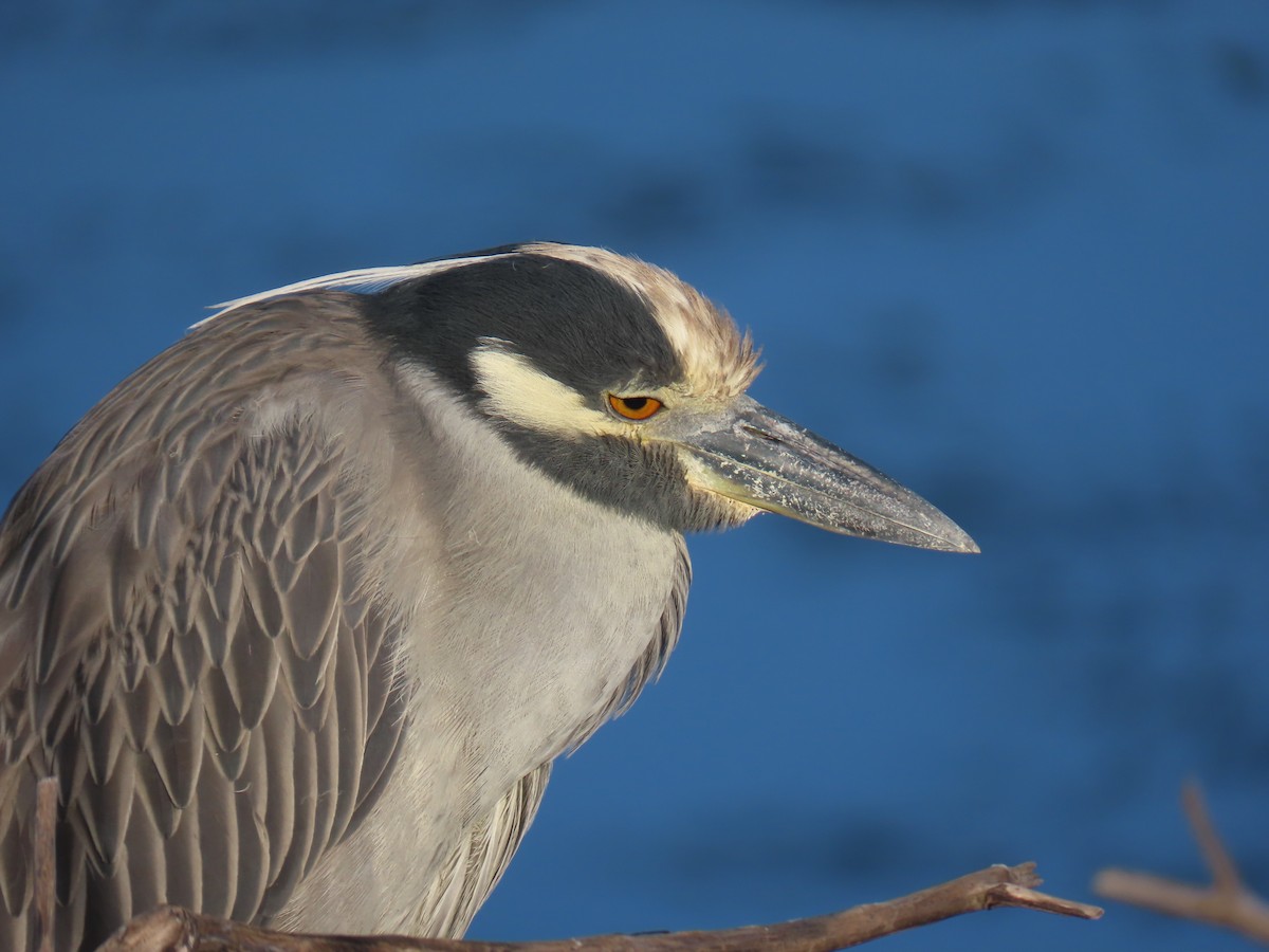 Yellow-crowned Night Heron - ML646401567