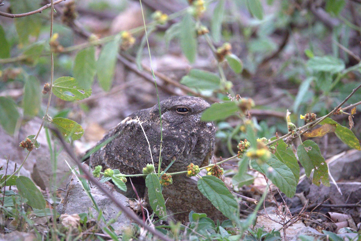 lelek savanový - ML646401570