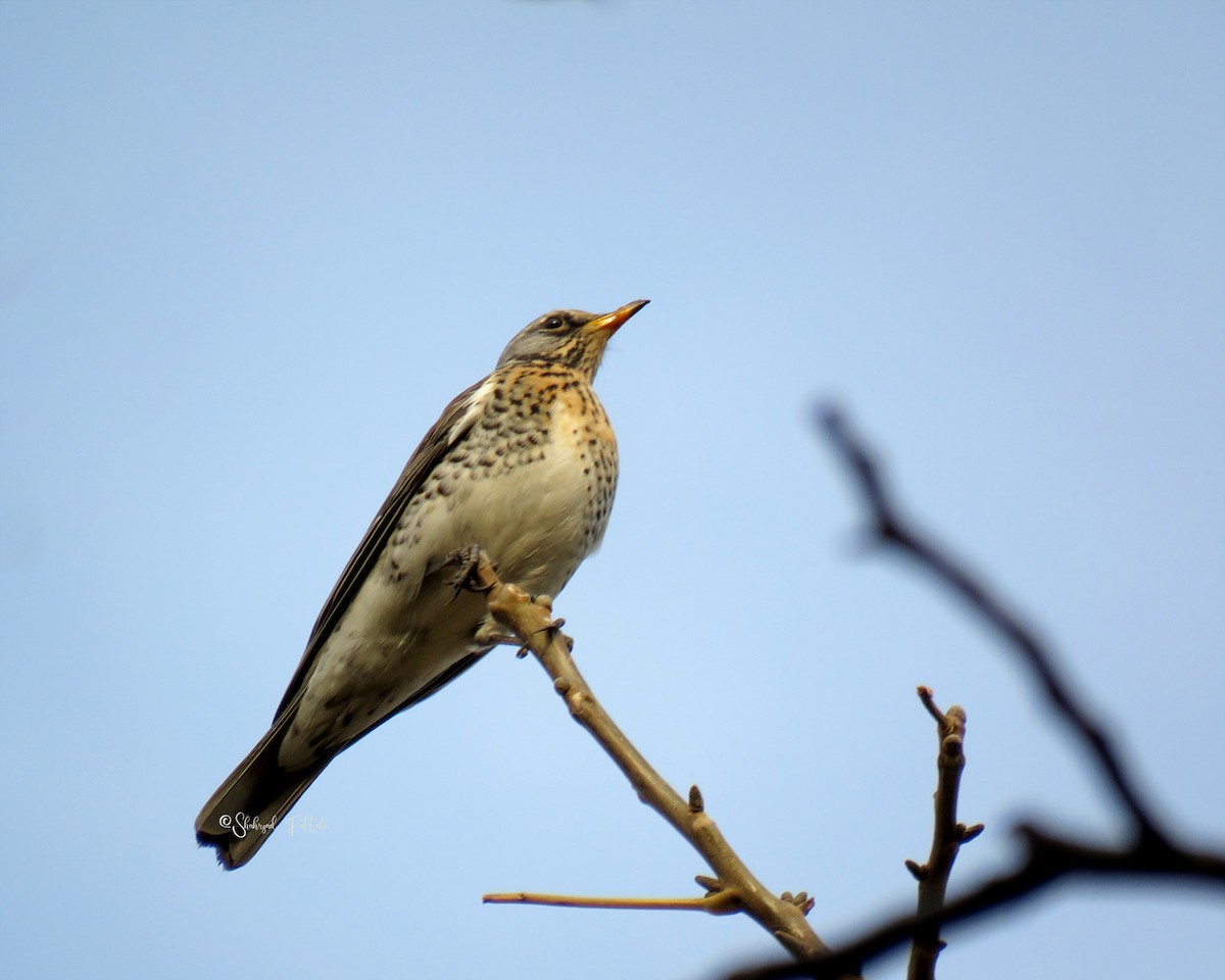 drozd kvíčala - ML646401571