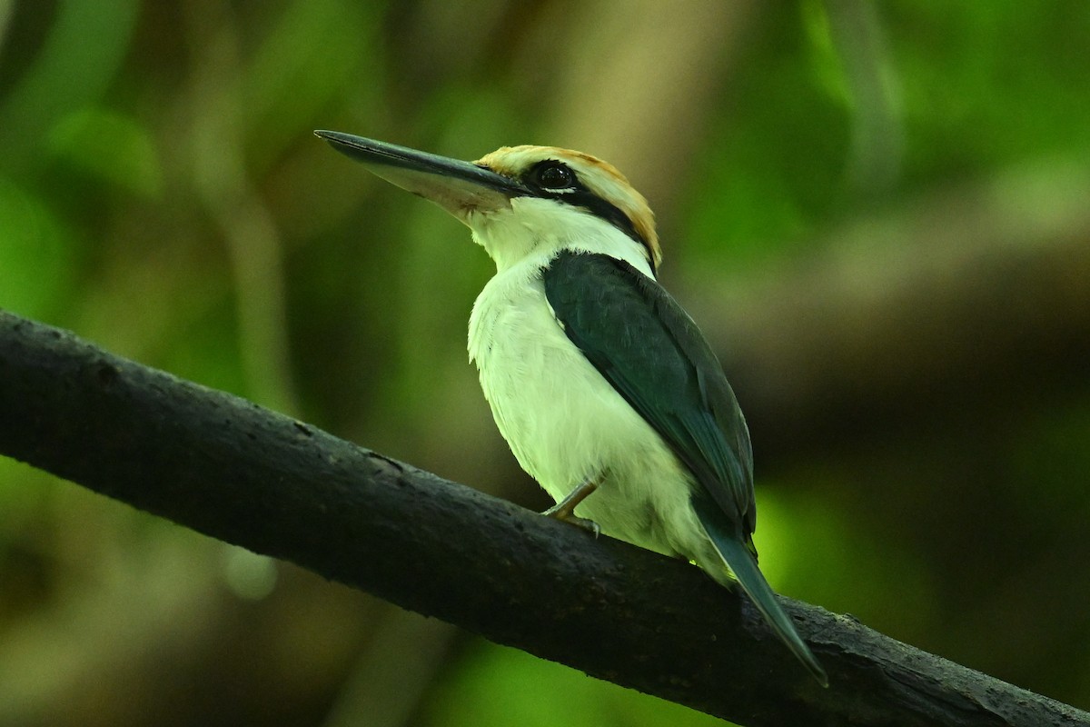 Palau Kingfisher - ML646401573
