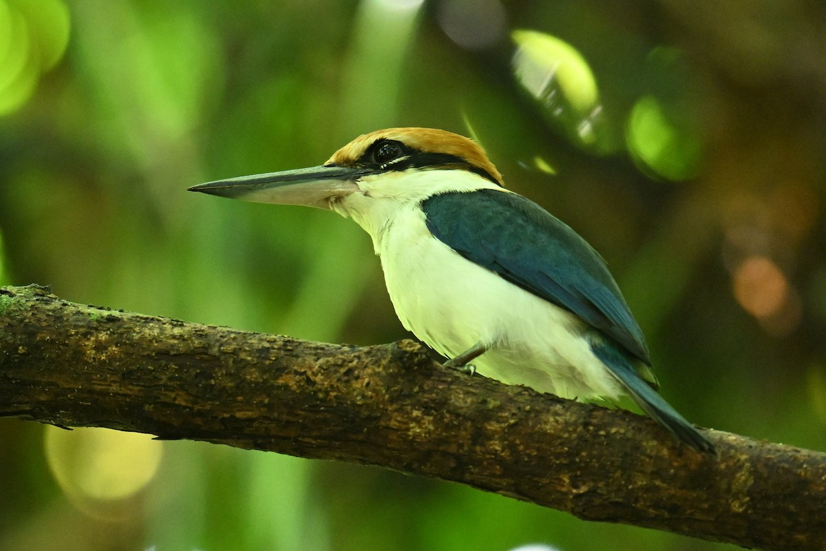 Palau Kingfisher - ML646401574