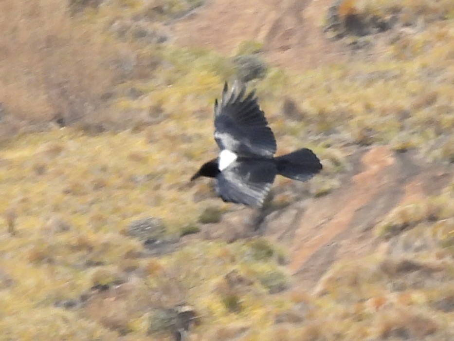 Pied Crow - ML646401576