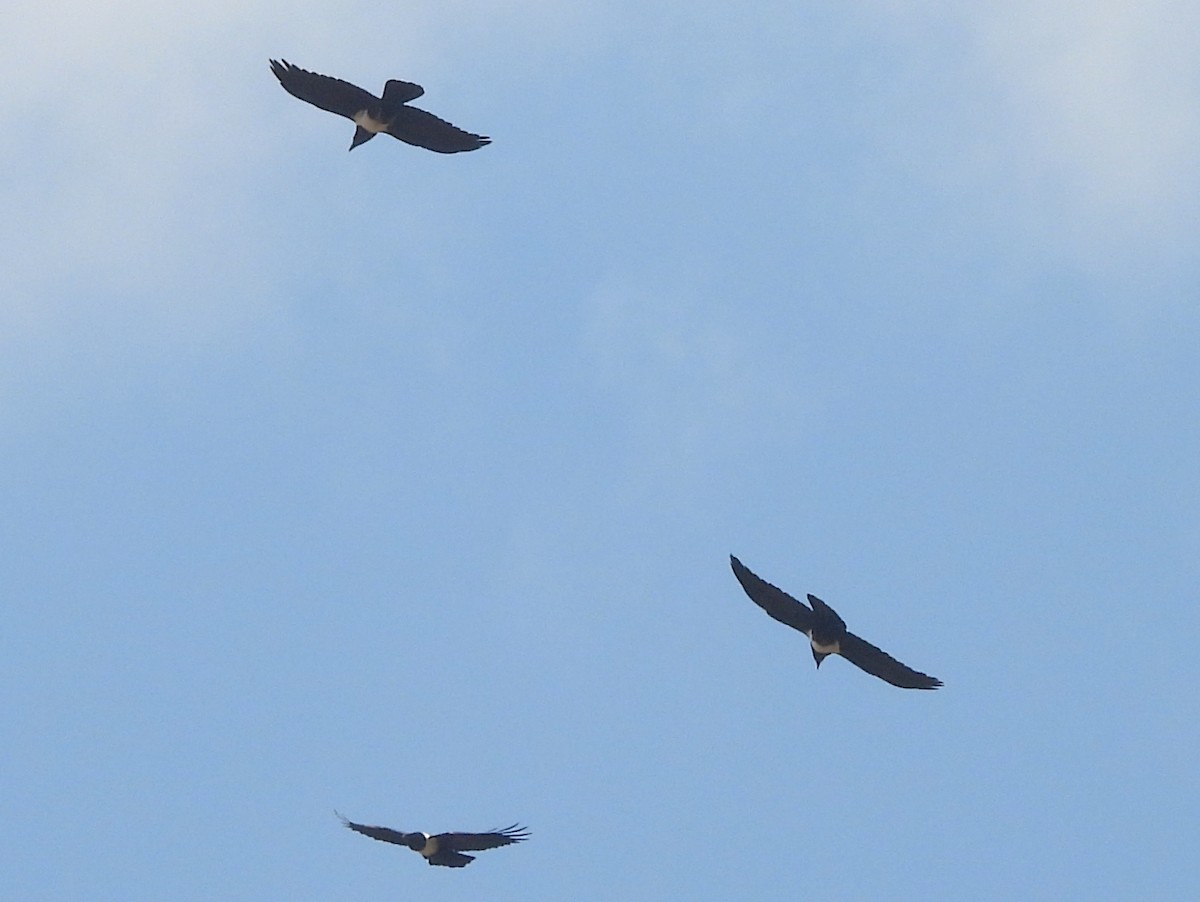 Pied Crow - ML646401577