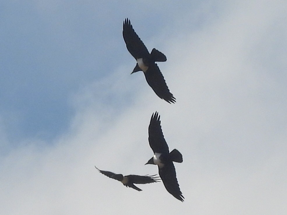 Pied Crow - ML646401578