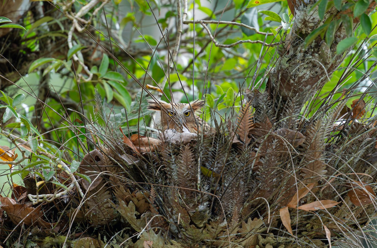 Buffy Fish-Owl - ML646401584