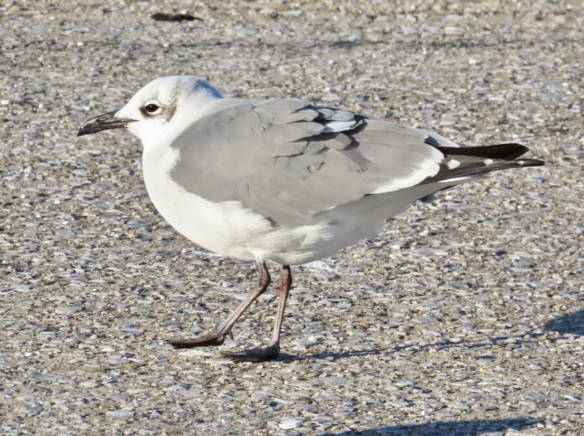 Ацтекская чайка - ML646401586