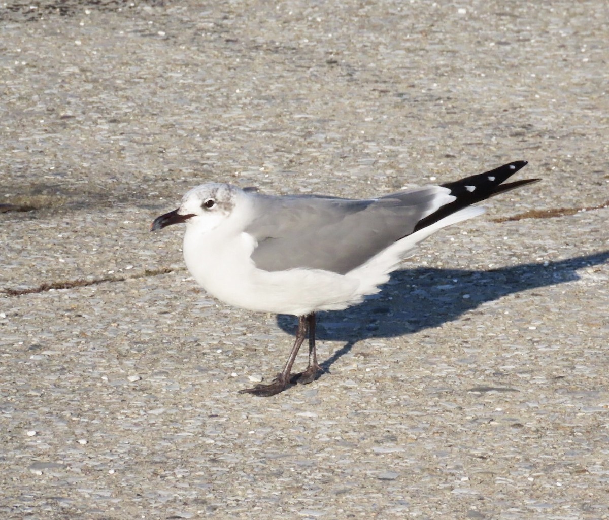 Ацтекская чайка - ML646401587