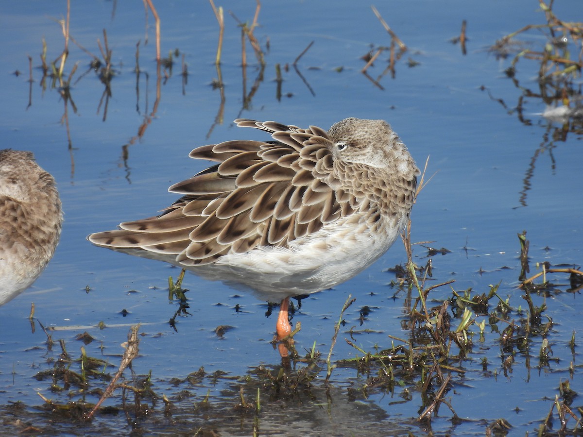流蘇鷸 - ML646401592