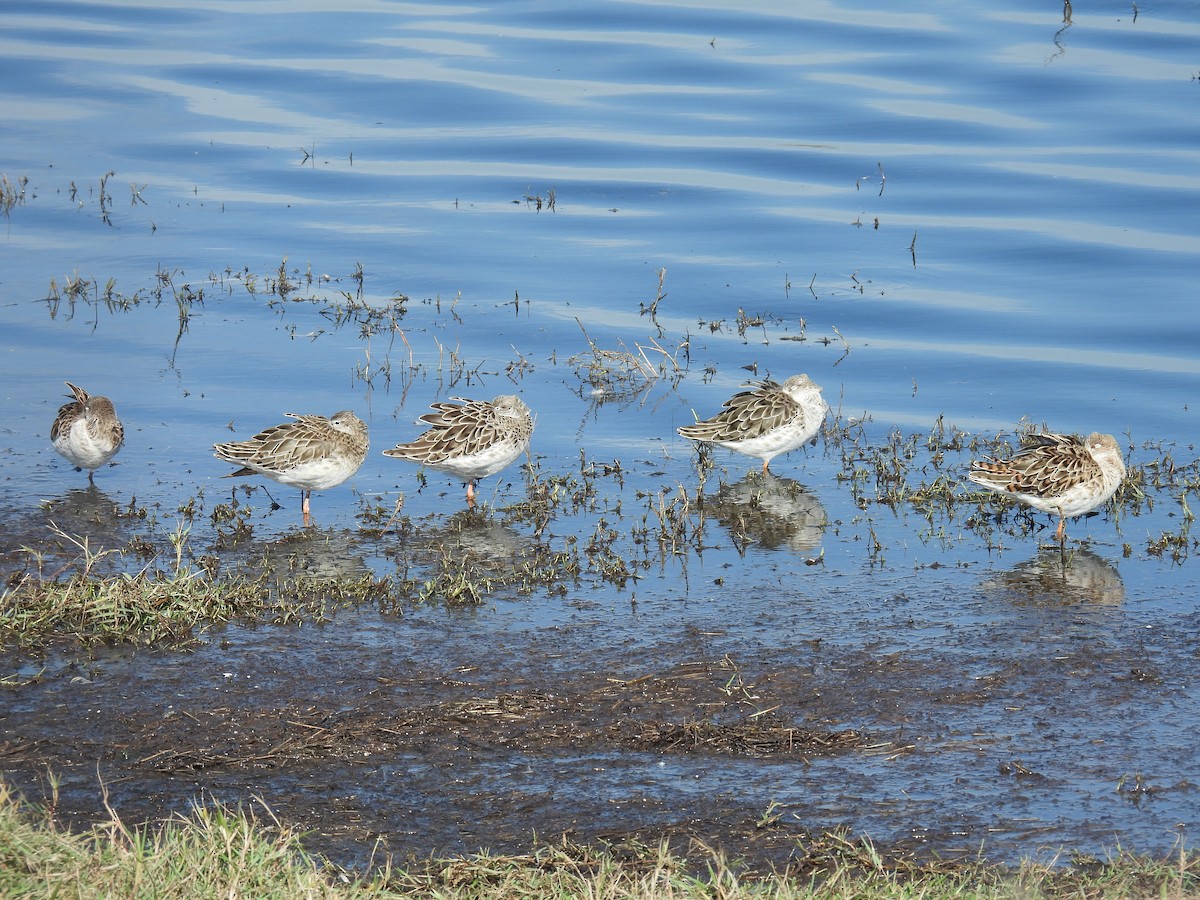 流蘇鷸 - ML646401594