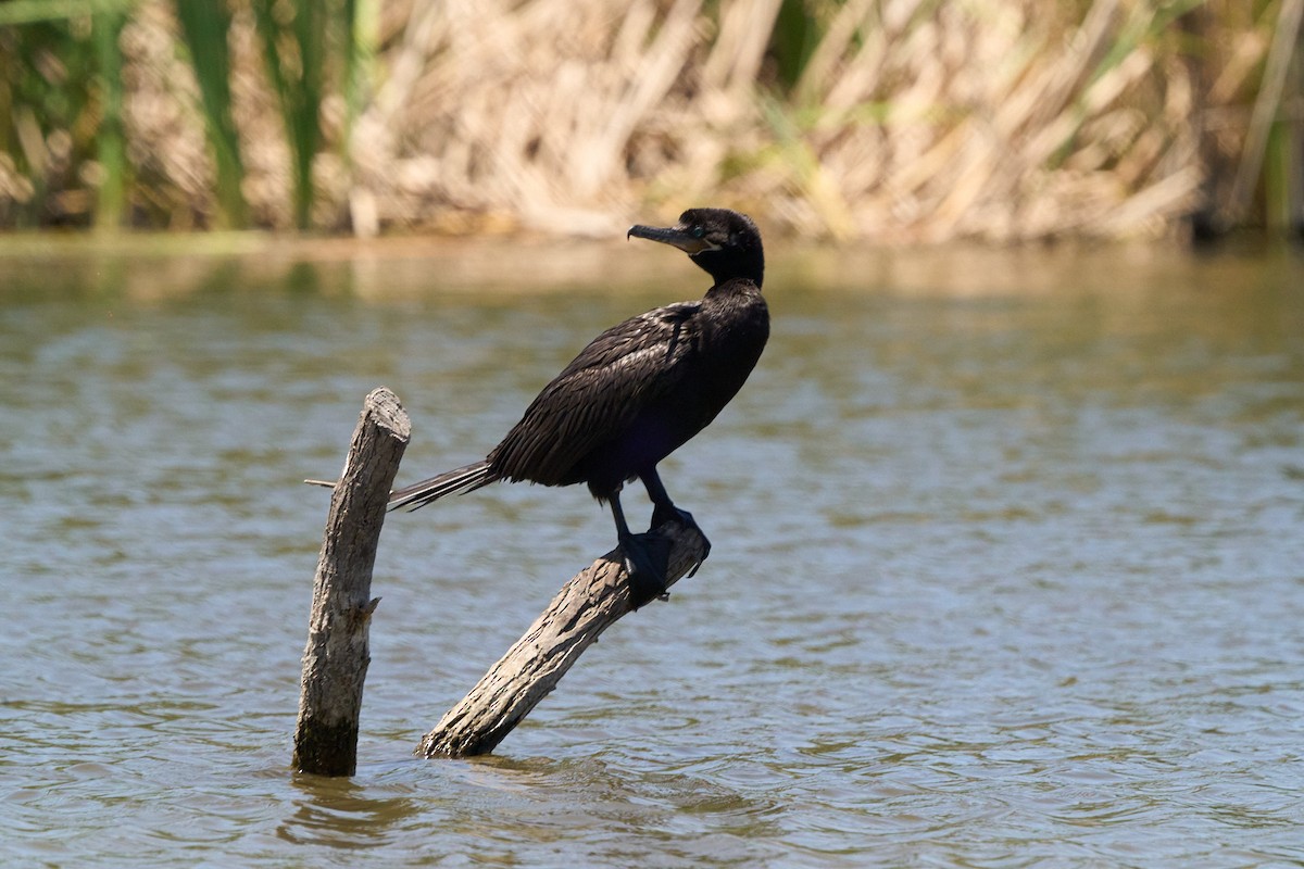 kormorán neotropický - ML646401595